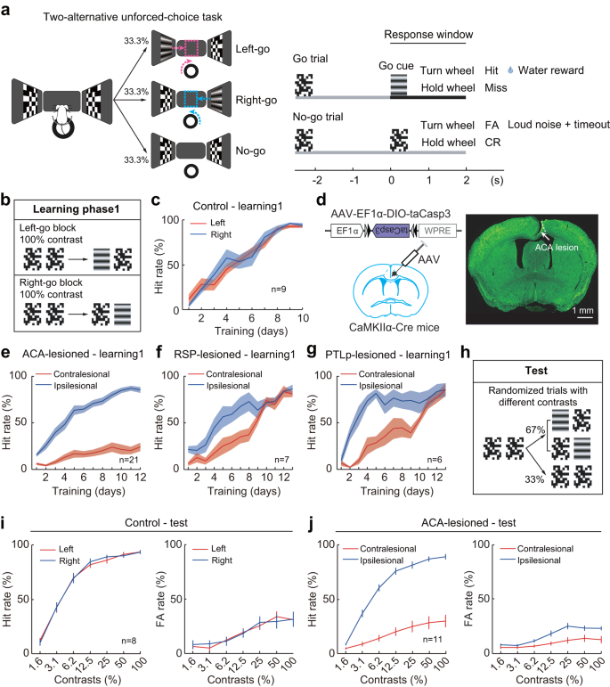 A frontal transcallosal inhibition loop mediates interhemispheric ...