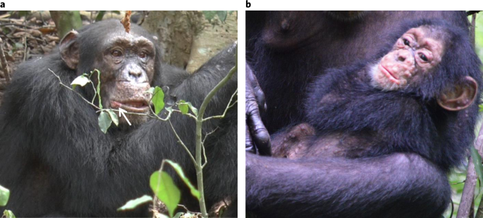Monkeypox virus emergence in wild chimpanzees reveals distinct clinical