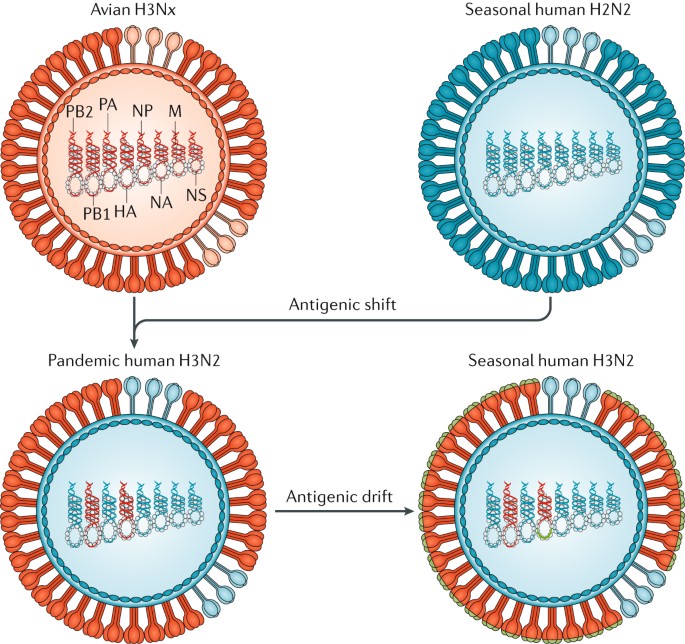 Influenza | Nature Reviews Disease Primers