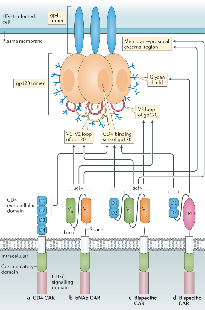 CAR T cells for infection, autoimmunity and