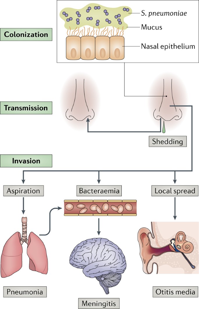 Upper Respiratory Infection 39 Weeks Pregnant Human Anatomy