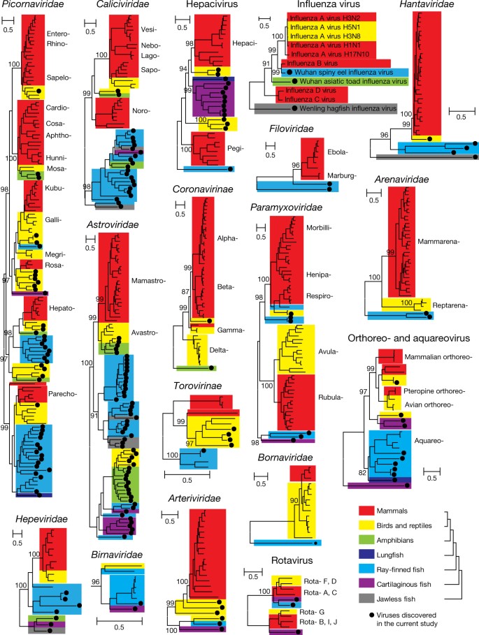 The evolutionary history of vertebrate RNA viruses | Nature