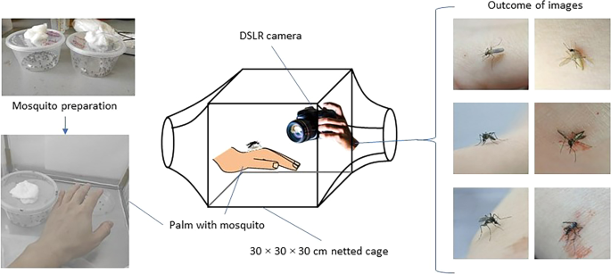An annotated image dataset for training mosquito species recognition ...