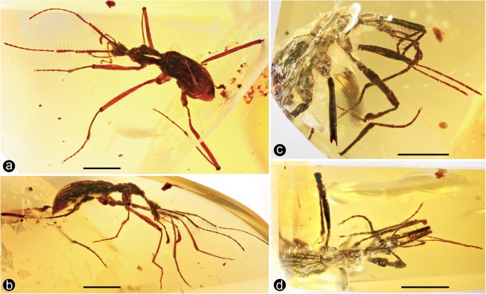 Specialized adaptations for springtail predation in Mesozoic beetles ...