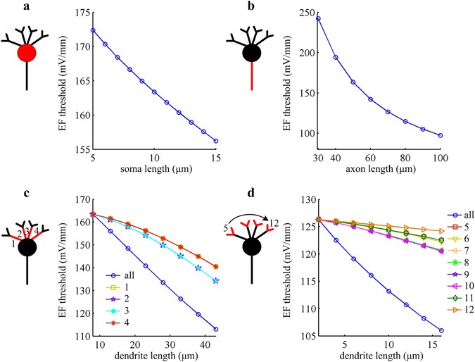effect of dendrite structure effect of dendrite structure