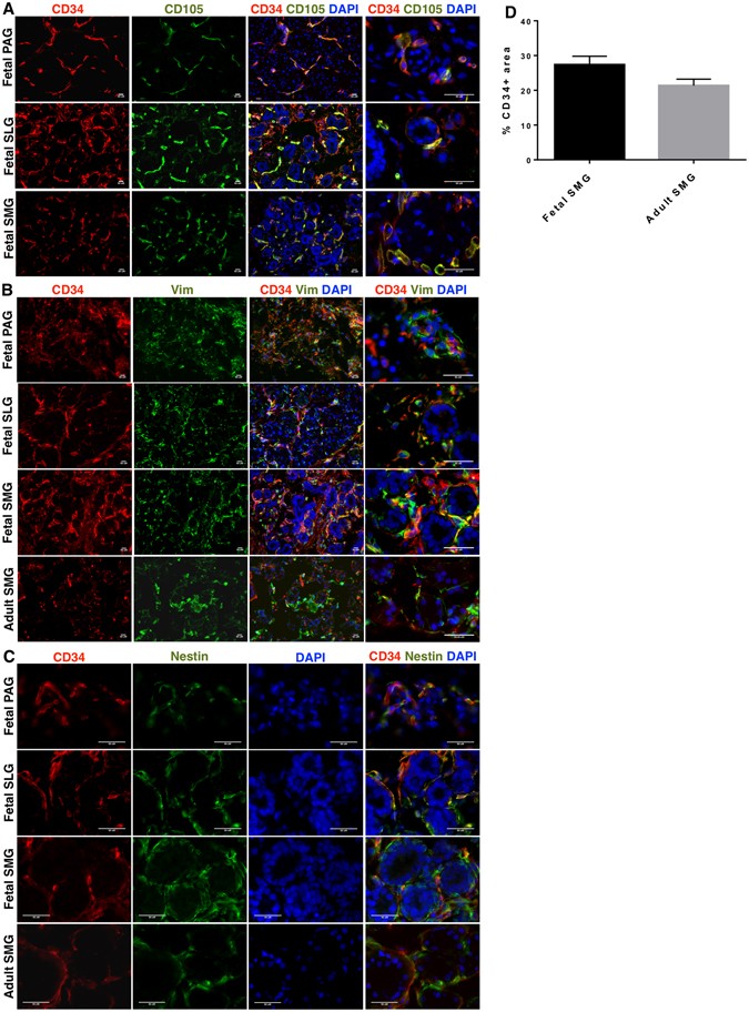 Identification and characterization of a rich population of CD34 ...