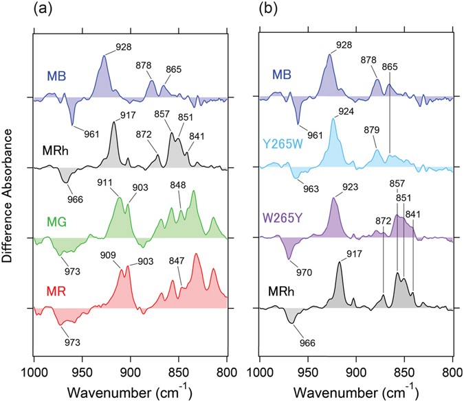 Spectral Tuning Mechanism of Primate Bluesensitive Visual Pigment Elucidated by FTIR