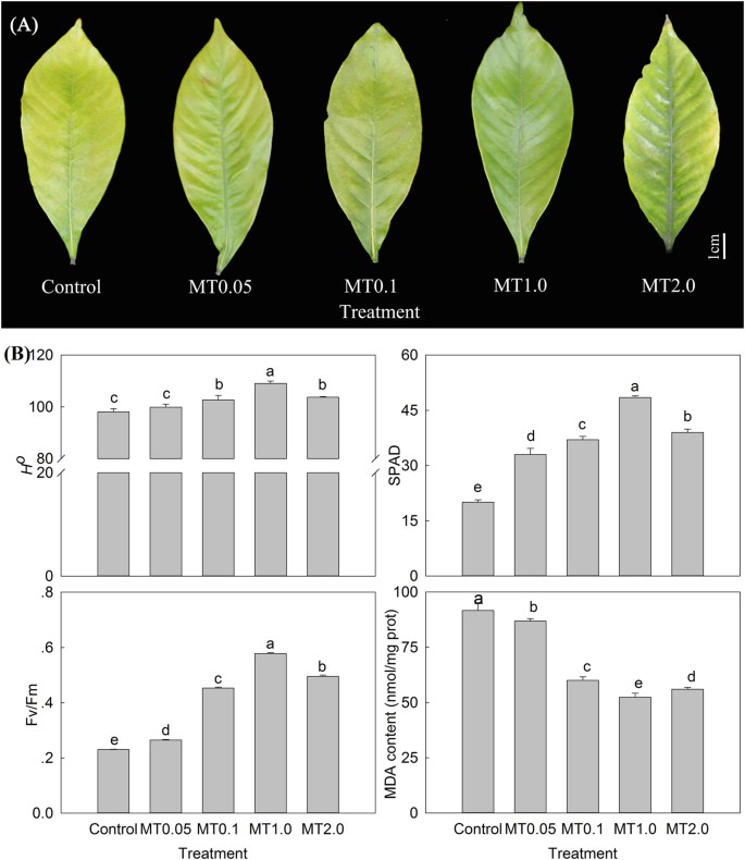 Ameliorative effects of melatonin on darkinduced leaf