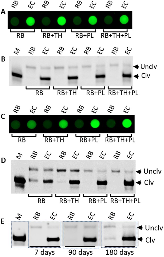 Router login URL not working