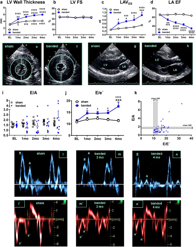 A Feline HFpEF Model with Pulmonary Hypertension and Compromised
