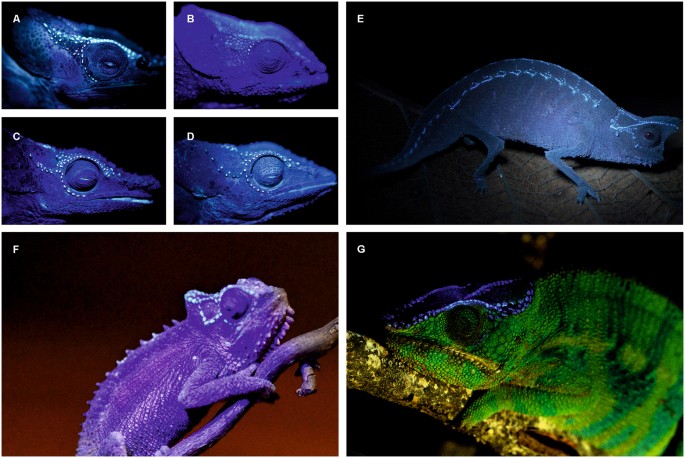 Widespread Bone based Fluorescence In Chameleons Scientific Reports widespread-bone-based-fluorescence-in-chameleons-scientific-reports