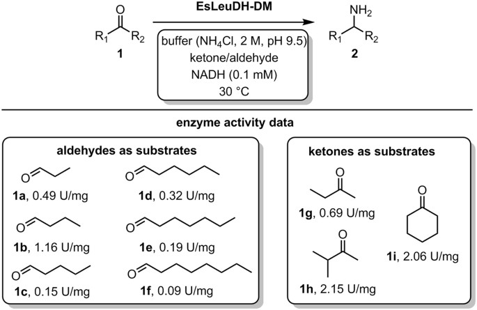 Where is chlorophyll located image
