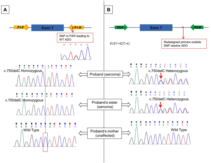 Identification And Characterization Of Tp53 Gene Allele