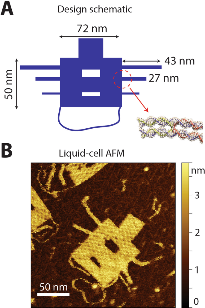 Visualization of unstained DNA nanostructures with ...