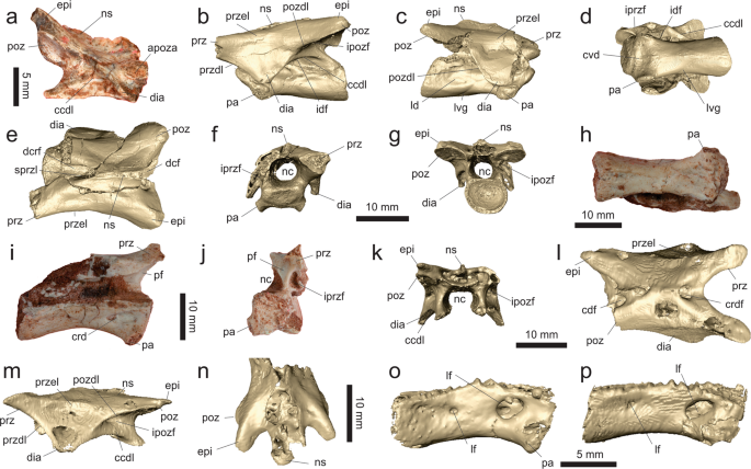 A New Desert-dwelling Dinosaur (theropoda, Noasaurinae) From The 