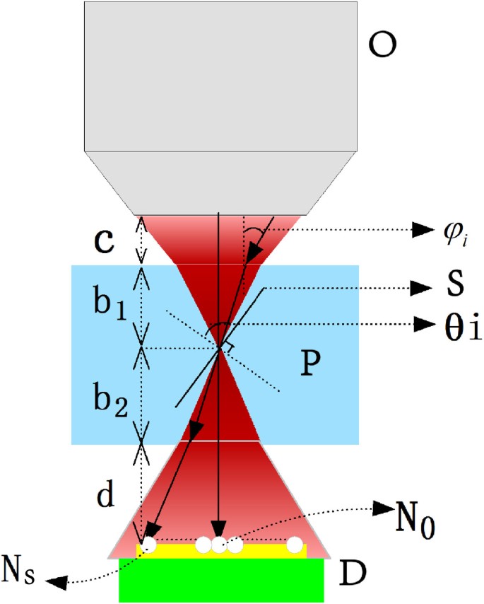 Scanning focused refractiveindex microscopy Scientific Reports