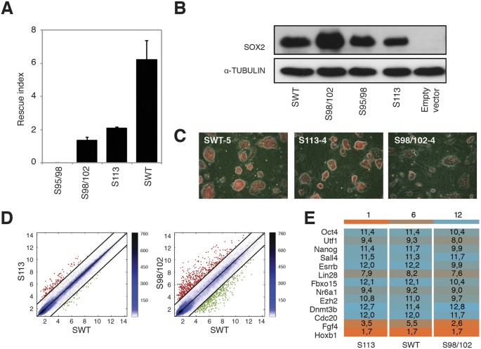 Dissecting the role of distinct OCT4-SOX2 heterodimer configurations in