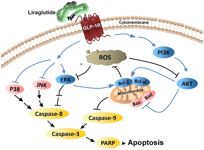 The Neuroprotection of Liraglutide Against Ischaemia