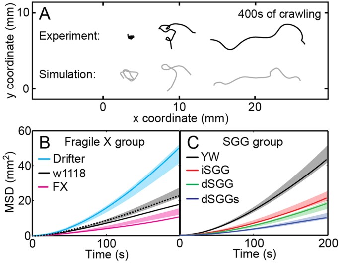 Quantifying and predicting Drosophila larvae crawling phenotypes ...
