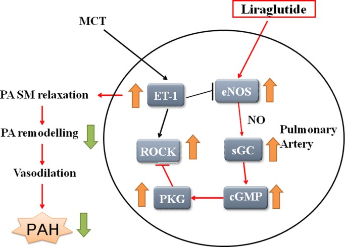 Liraglutide prevents and reverses monocrotalineinduced