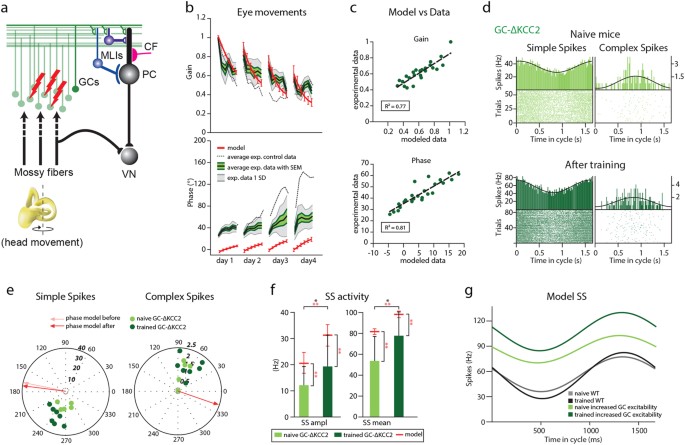 Modeled changes of cerebellar activity in mutant mice are predictive of ...