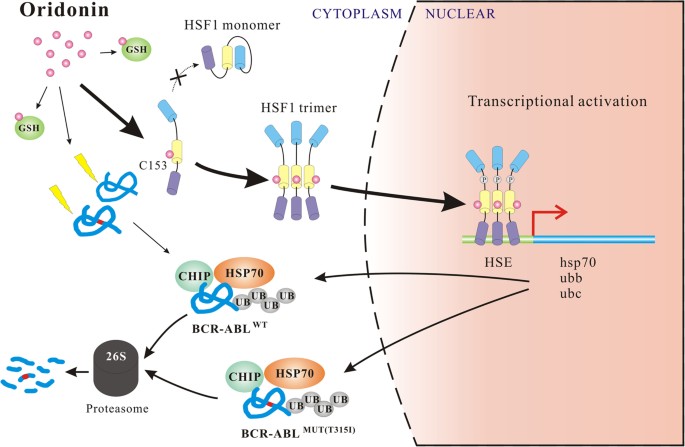 Oridonin activates HSF1 transcription factor and promotes 