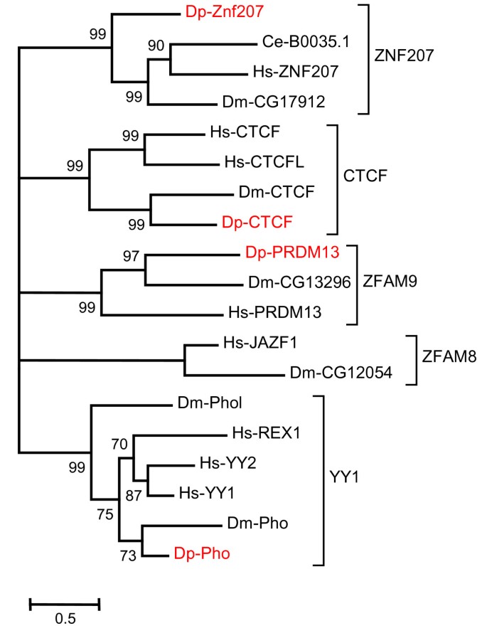 A survey of well conserved families of C2H2 zincfinger genes in
