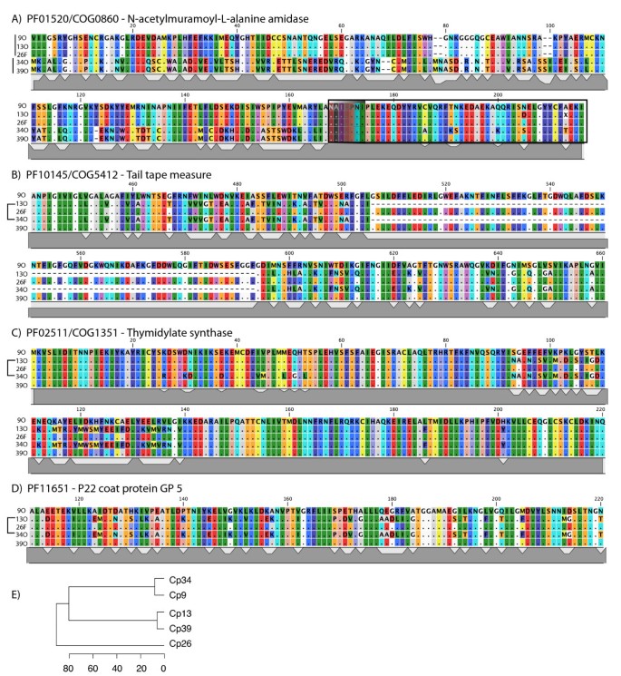 Comparative genomics of four closely related Clostridium perfringens