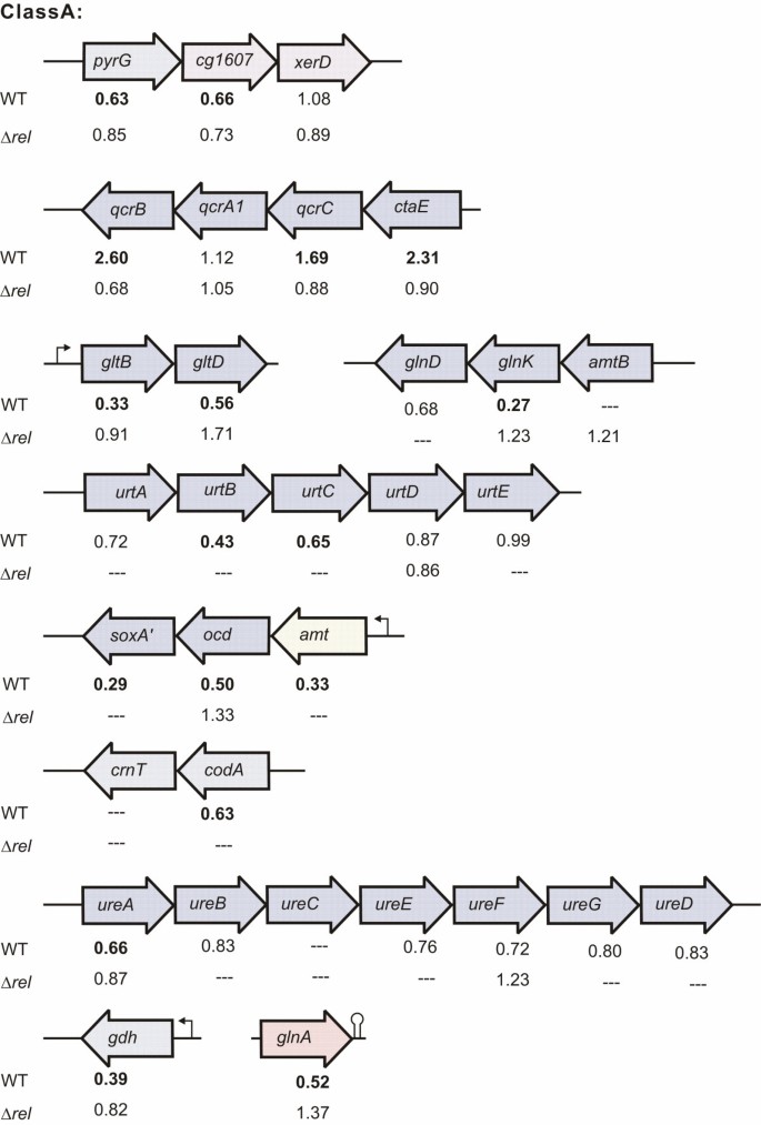Global gene expression during stringent response in Corynebacterium ...