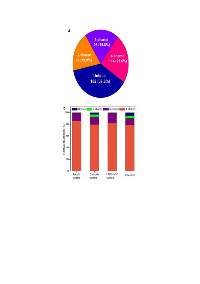 Cathodic and anodic biofilms in single chamber microbial fuel cells