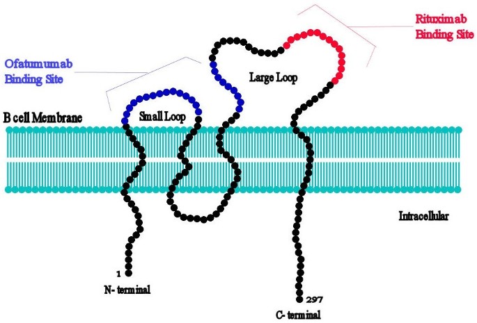 Novel CD20 monoclonal antibodies for lymphoma therapy