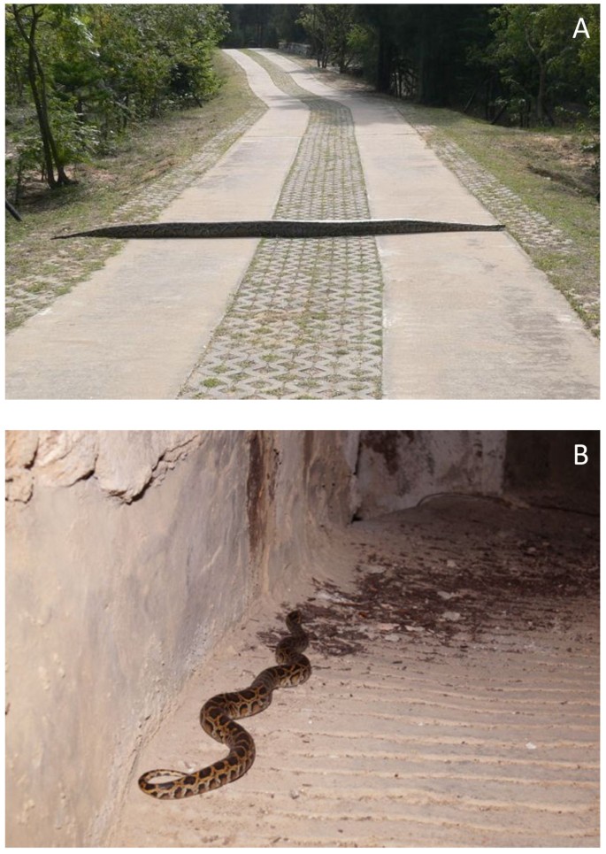 Return of the pythons: first formal records, with a special note on ...