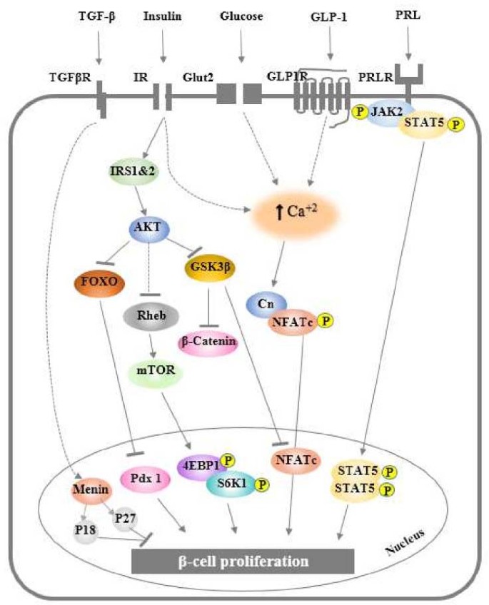 Microenvironmental stimuli for proliferation of functional ... Microenvironmental stimuli for proliferation of functional ...