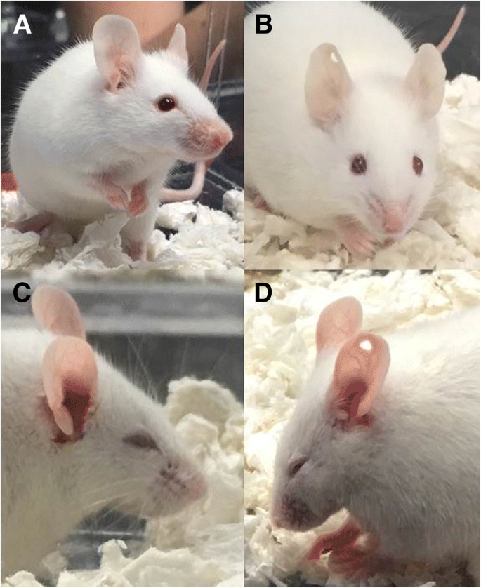Essay about facial characteristics of the mouse grimace scale 07 picture