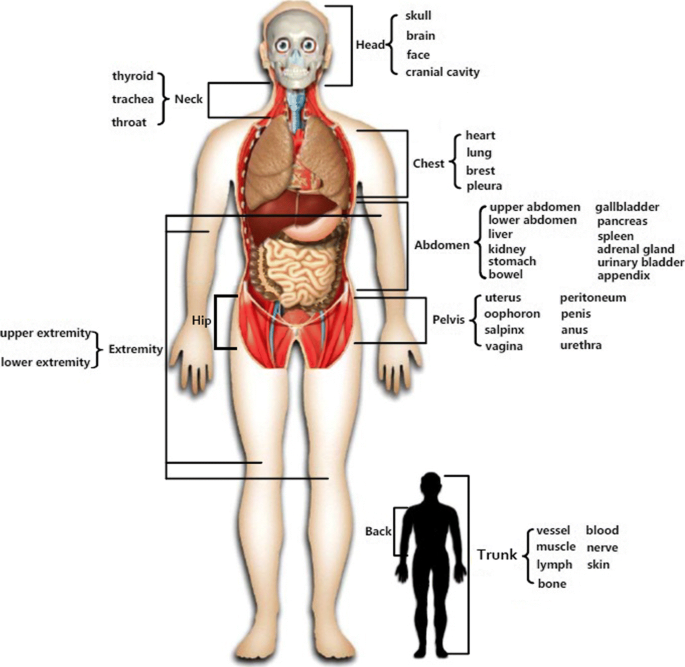 Mapping anatomical related entities to human body parts ...