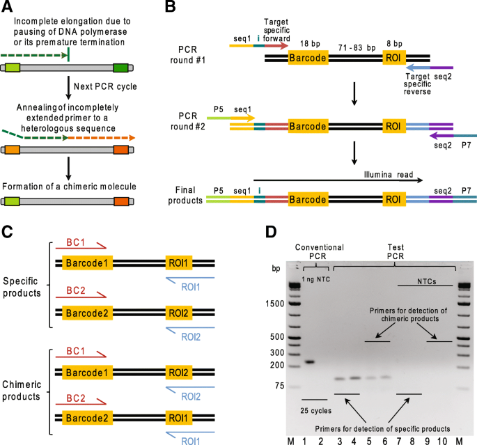 Optimized PCR conditions minimizing the formation of ...