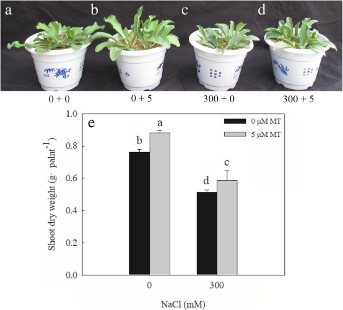 Exogenous melatonin enhances salt secretion from salt ...