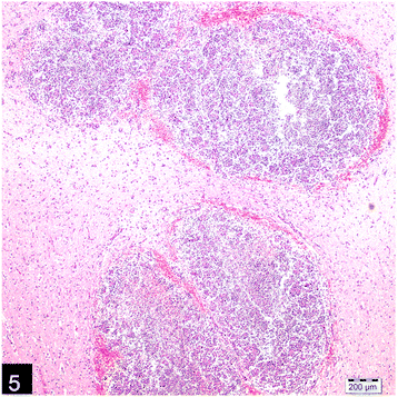 Systemic nocardiosis in a dog caused by Nocardia cyriacigeorgica | BMC ...