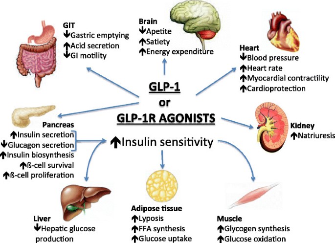 Cardiovascular effects of Glucagonlike peptide 1 (GLP1