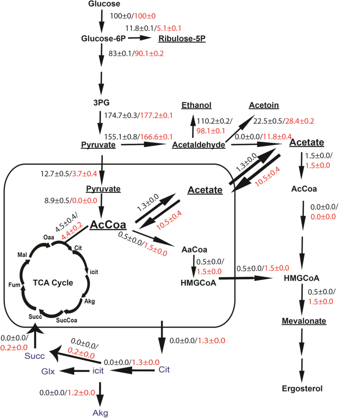 Role of phosphate limitation and pyruvate decarboxylase in ...