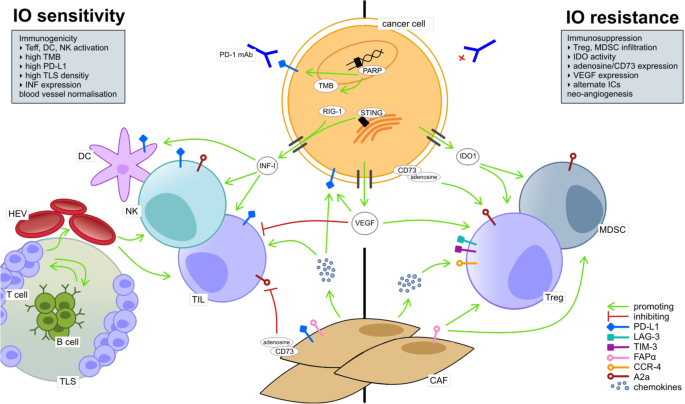 immunotherapy resistance in nonsmall cell lung