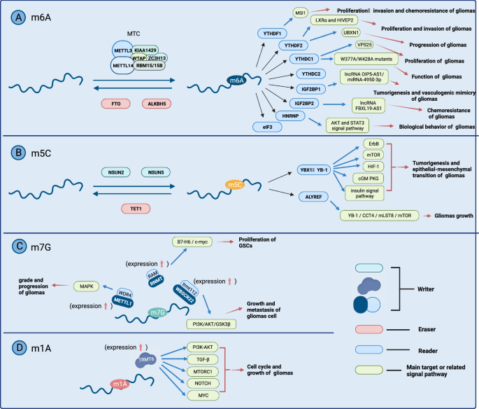 Insights into the regulatory role of RNA methylation modifications in ...