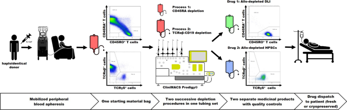 Automatic generation of alloreactivity-reduced donor lymphocytes and ...