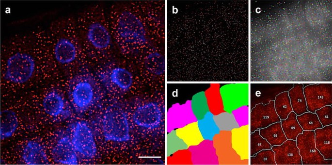 A Method For Detecting Single Mrna Molecules In Arabidopsis Thaliana 