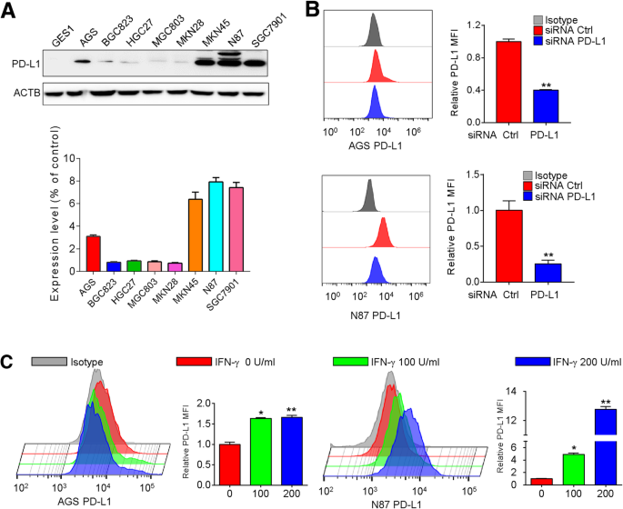 Autophagy inhibition enhances PD-L1 expression in gastric ...