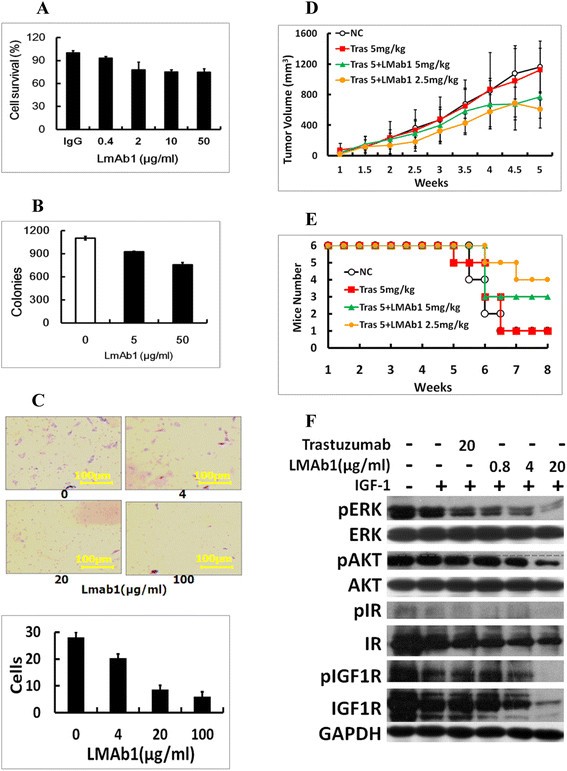 Effect of T-DM1 on the growth of JIMT-1 xenografts. SCI 
