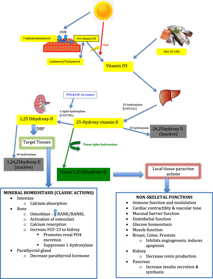 Vitamin D deficiency and supplementation in critical ...