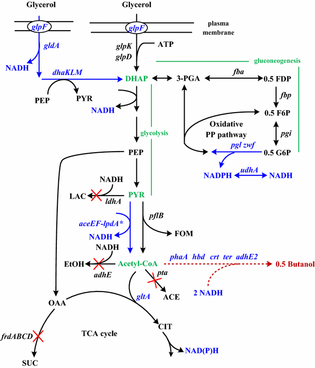 Aquí es whay usted debe hacer sobre calcular metabolismo basal harris benedict