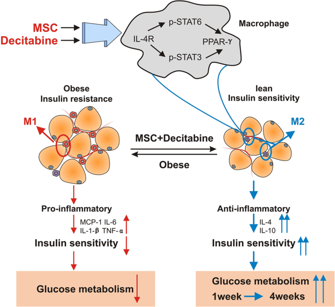 stem cell treatment for diabetes type 1 cost