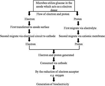 Cathodic and anodic biofilms in single chamber microbial fuel cells